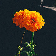 Marigold