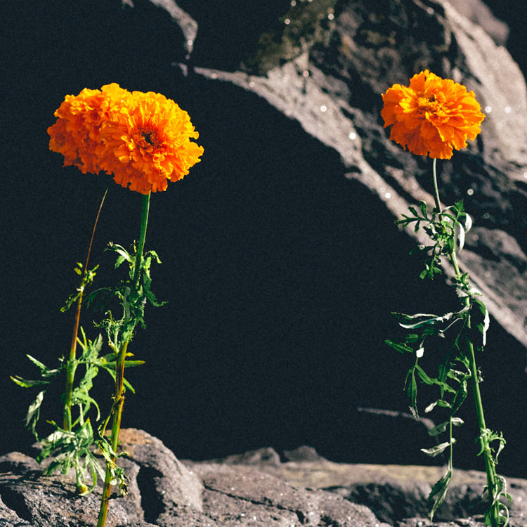 The Benefits of Marigold Extract on Scalp and Hair